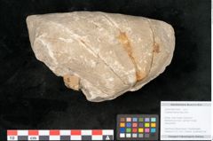 Foto (Objekt + Etikett) von Credneria denticulata Zenk. (NHMW-GEO-2024-0188-10599)